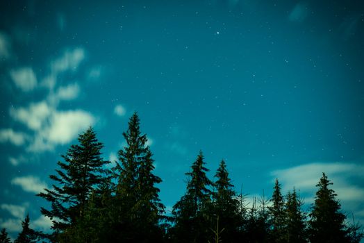 Big pine trees under blue night sky with many stars