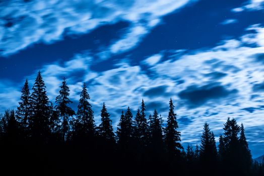 Big pine trees under blue night sky with clouds and stars