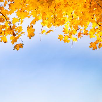 Golden, yellow and orange leaves on the blue sky. Autumn background