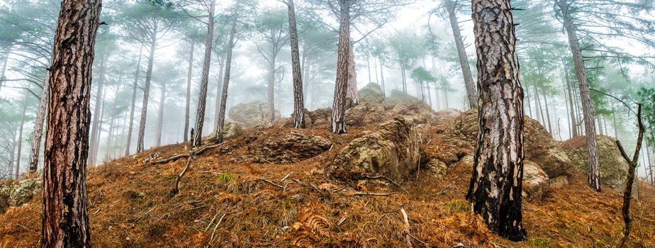 Panoramic view of pine misty forest with big trees