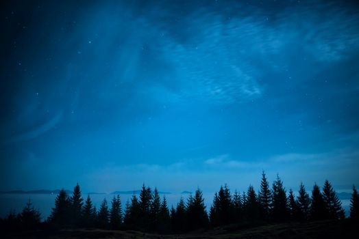 Forest of pine trees under blue dark night sky with many stars. Winter christmas background