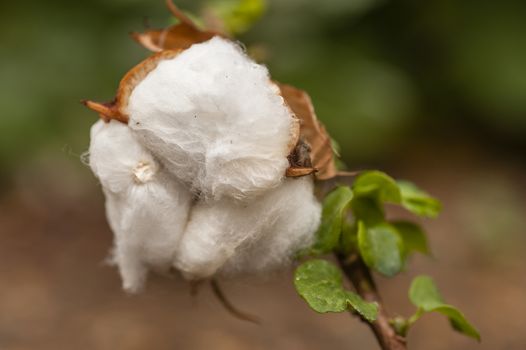 Exposed flower bud of Gossypium herbaceum, commonly known as Levant cotton, species of cotton native to the semi-arid regions of sub-Saharan Africa and Arabia