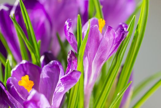 First spring flowers - bouquet of purple crocuses over soft focus background