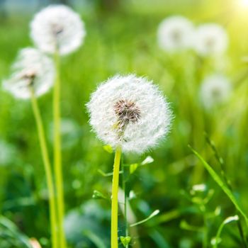 White dandelions on the green sunny lawn. Summer landscape.