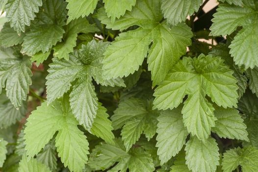 green leaves of common hop climbing plant whose flowers are used for beer production.