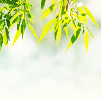 Green leaves against abstract sunny background