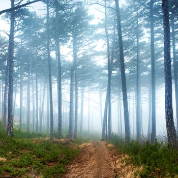 Mystery misty forest with green pine trees
