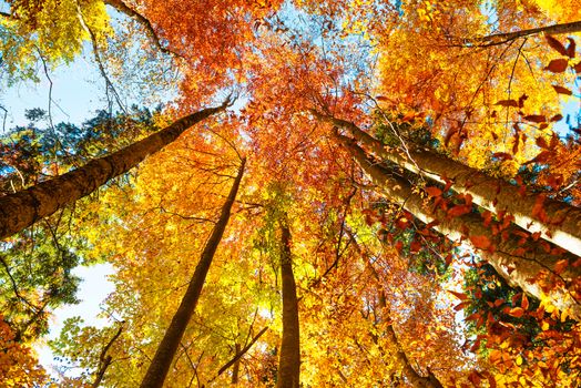 Fall in the forest. Orange trees with red leaves