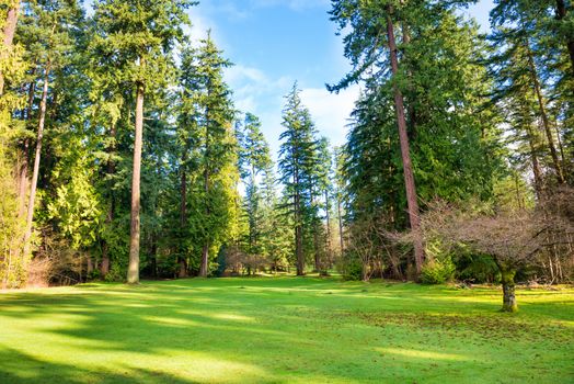 Green lawn with trees in the park under sun light