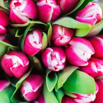 Pink and white tulips with green leaves- nature spring background. Soft focus and bokeh