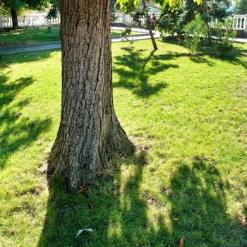 Big maple tree in green sunny park with grass