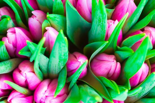 Fresh pink tulips with green leaves- nature spring background. Soft focus and bokeh