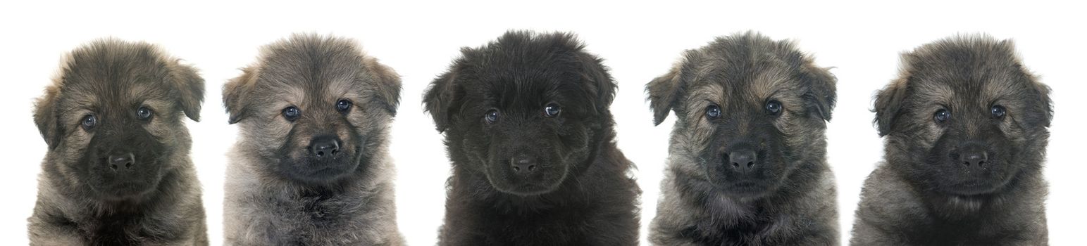 puppies Altdeutsche Schaferhunde in front of white background