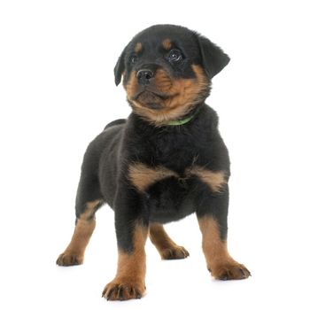 puppy rottweiler in front of white background