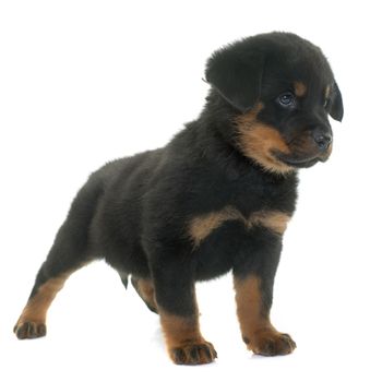 puppy rottweiler in front of white background