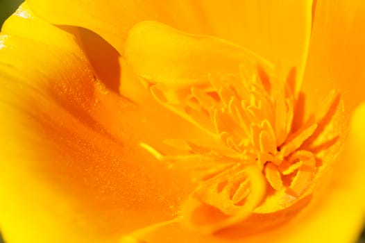 Eschscholzia californica, yellow and orange poppy wild flowers, official state flower of California.