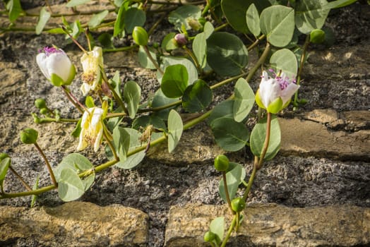 Plant with flowers of Capparis spinosa,