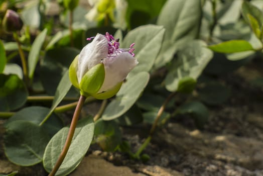 Plant with flowers of Capparis spinosa, caper bush, Flinders rose, growing on an ancient Roman wall in Rome.