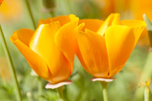 Eschscholzia californica, yellow and orange poppy wild flowers, official state flower of California.