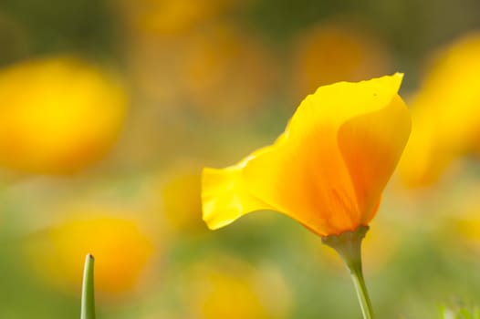 Eschscholzia californica, yellow and orange poppy wild flowers, official state flower of California.