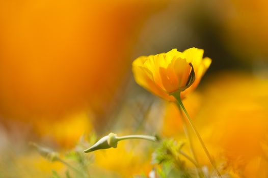 Eschscholzia californica, yellow and orange poppy wild flowers, official state flower of California.