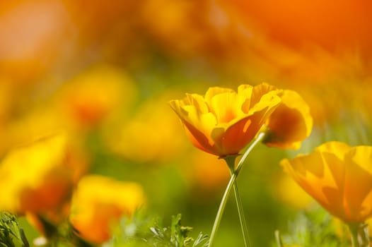 Eschscholzia californica, yellow and orange poppy wild flowers, official state flower of California.