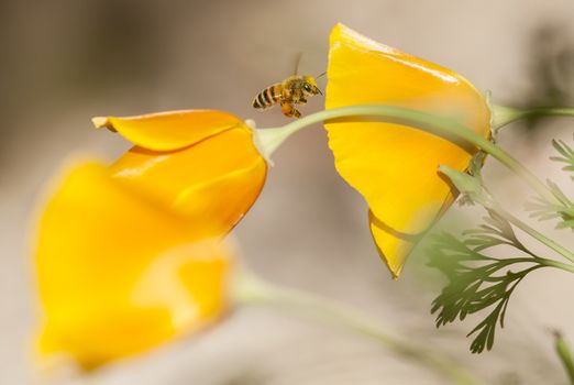 Honey bee flying on Eschscholzia californica, yellow and orange poppy wild flowers, official state flower of California.