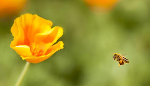 Honey bee flying on Eschscholzia californica, yellow and orange poppy wild flowers, official state flower of California.