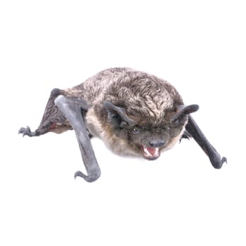 Angry bat isolated on a white background