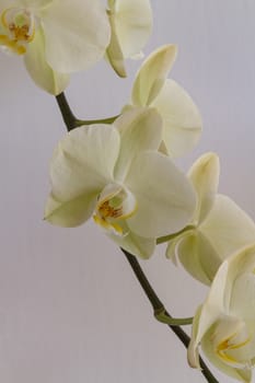 Cream colored orchid flowers on a light background