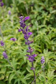 Lavender blooming in Thailand