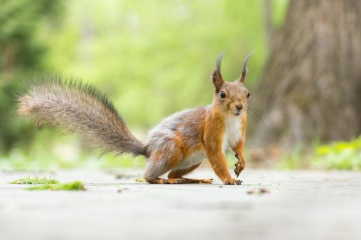 the photograph shows a squirrel on a tree