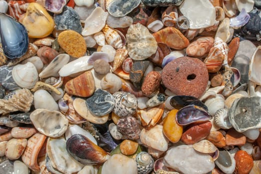 variety of seashells and pebbles on the beach on a sunny summer day