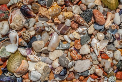 variety of seashells and pebbles on the beach on a sunny summer day