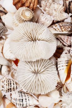 background of from different types of sea shells