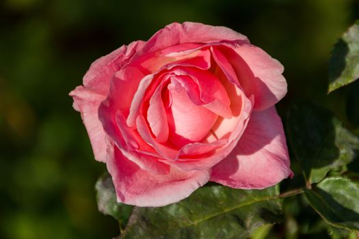 A rose flower of a wild plant with beautiful, silky smooth petals