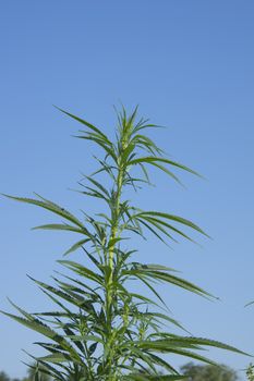 Cannabis leaf, marijuana plant