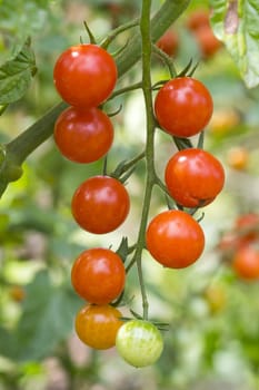 Cherry tomato plant before harvest