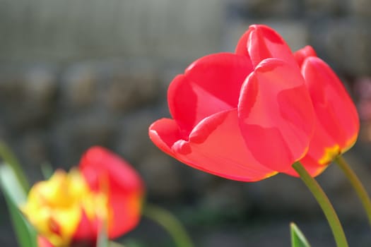 big red tulips on the garden. photo