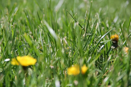green grass on the meadow of the spring or summer. photo