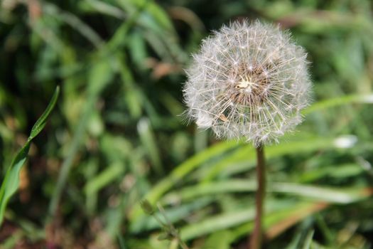 dandelion on green grass on the meadow. photo