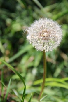 dandelion on green grass on the meadow. photo