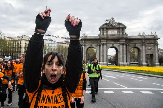 SPAIN, Madrid : Protesters sporting handcuffs march during demonstration in support of pro-animal rights activists, in Madrid on April, 16, 2016. 