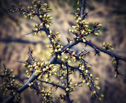 retro color background Spring has not blossoming blackthorn twigs