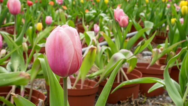 The group of beautiful red tulips flower at the garden in the morning.