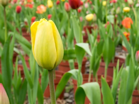 The group of beautiful yellow tulip flower at the garden in the morning.