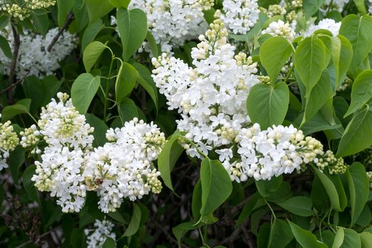 Beautiful white lilac flowers outdoors