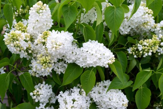 Beautiful white lilac flowers outdoors