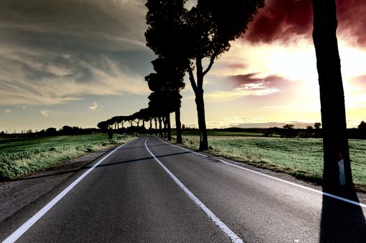 Shade of the Trees on a Paved Road in Tuscany at Sunset, Toned Picture