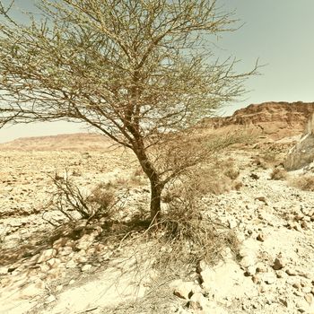Tree in the Judean Desert on the West Bank, Vintage Style Toned Picture 